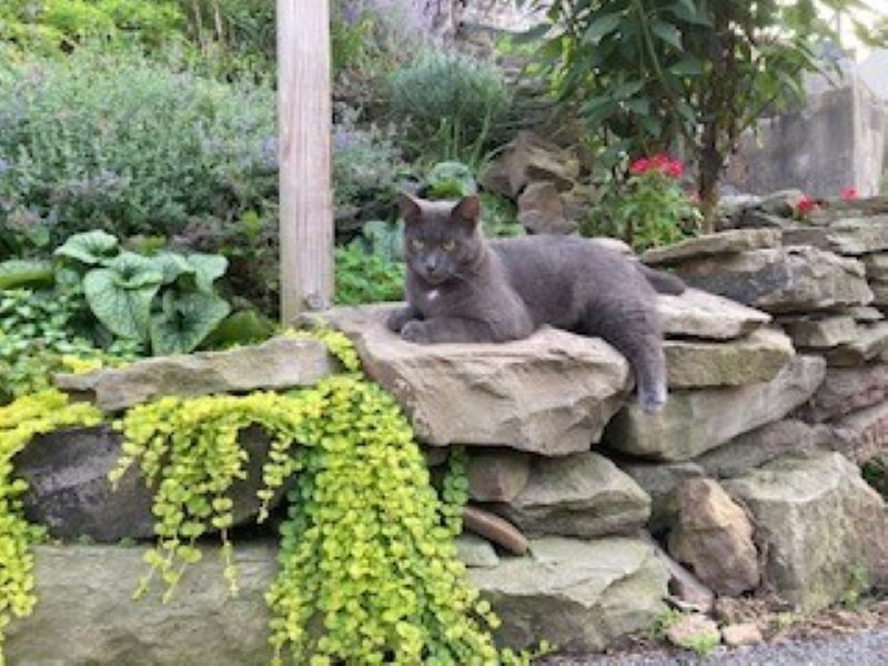 the post is ready (with guard cat)